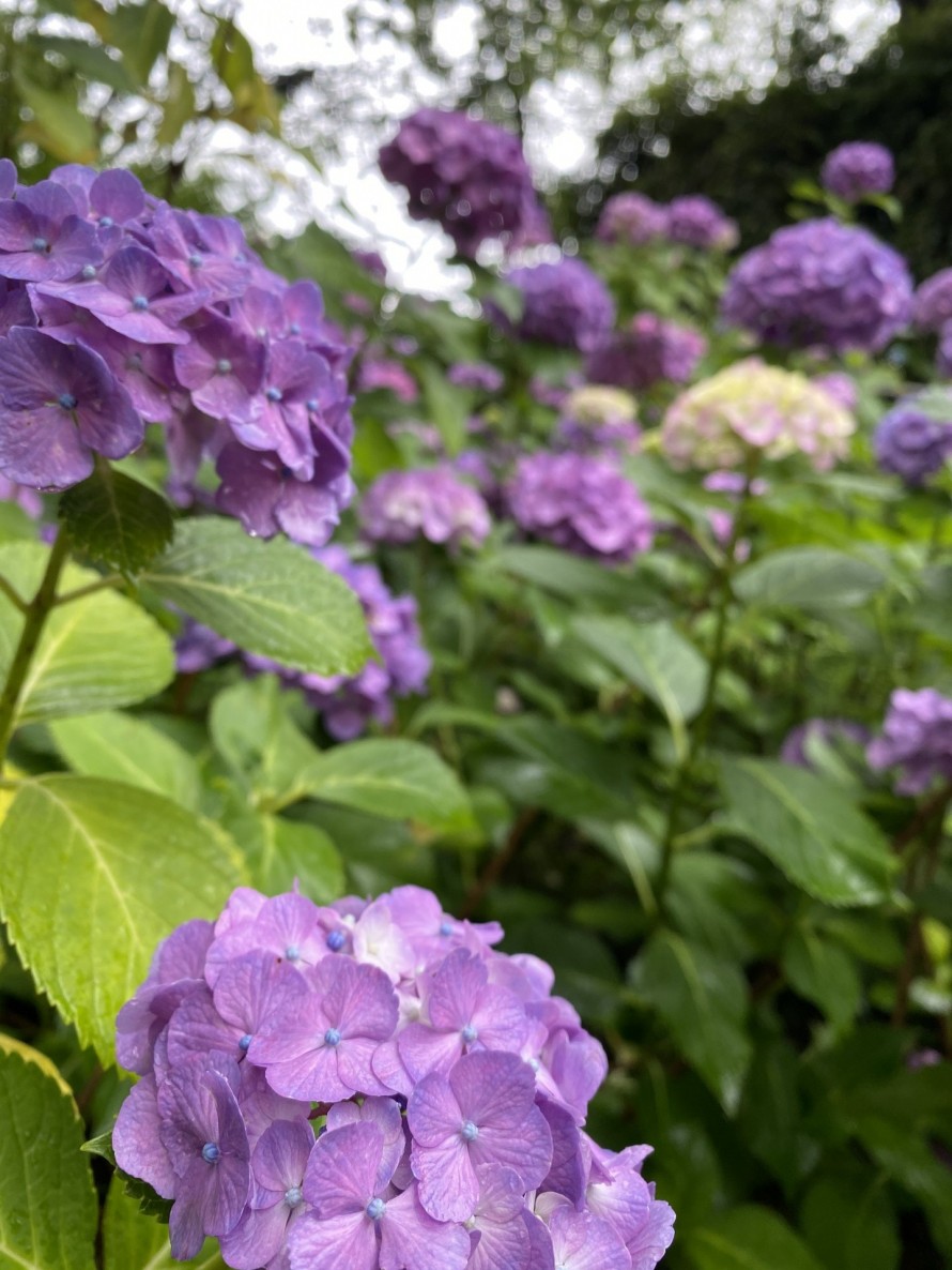 紫陽花　むらさき